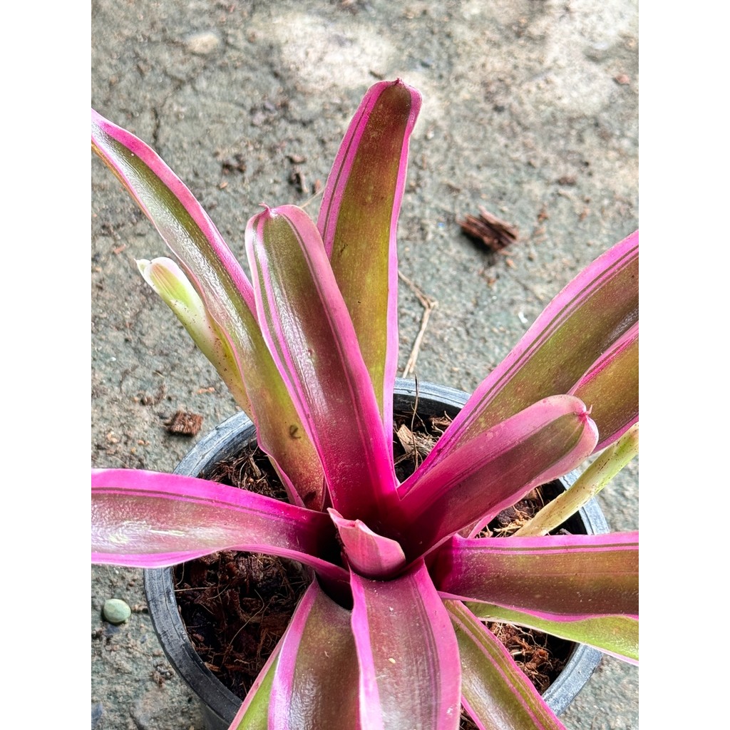 มุมมอง 3