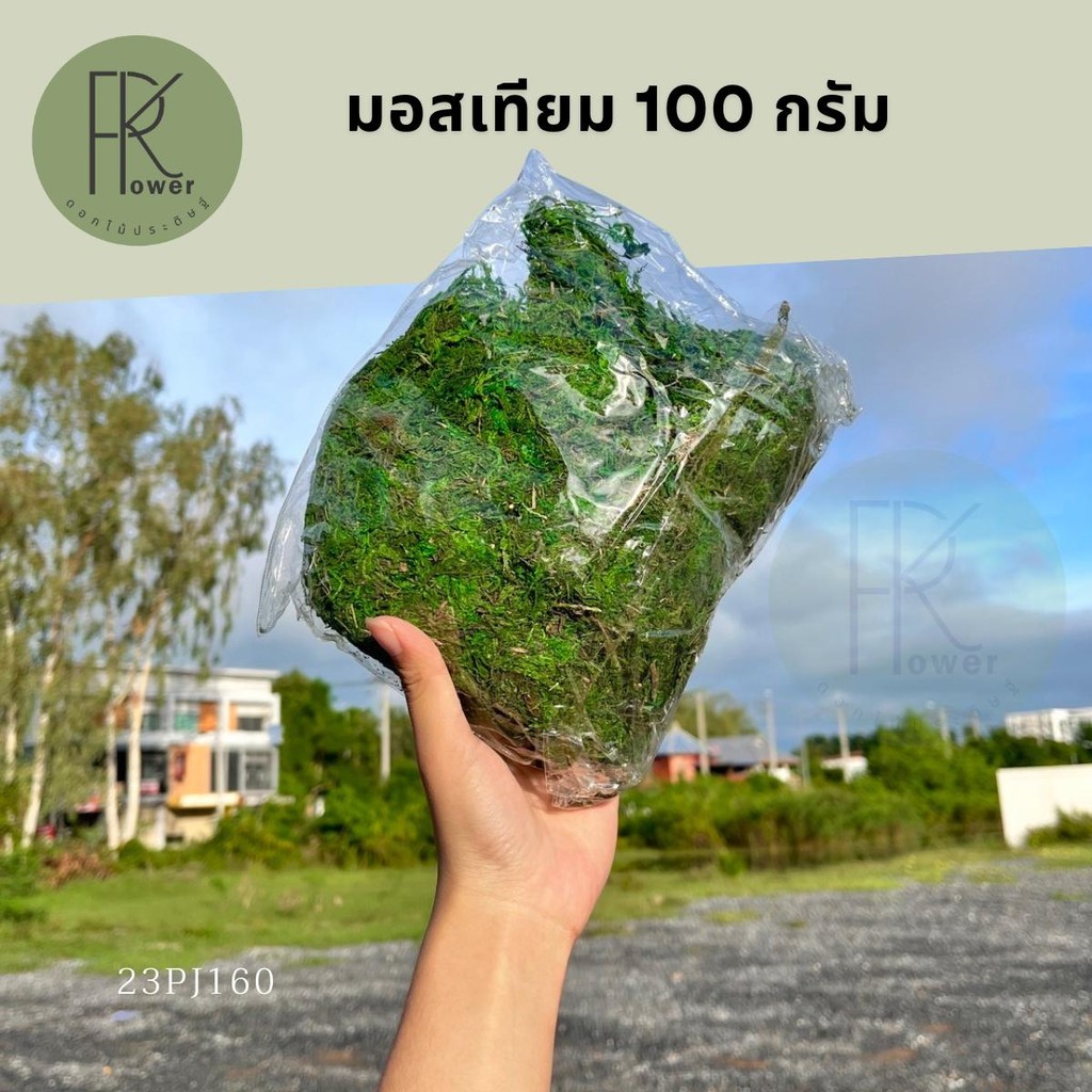 (ส่งของทุกวัน)มอสเทียม100 กรัม  หญ้าเทียมเสมือนจริง