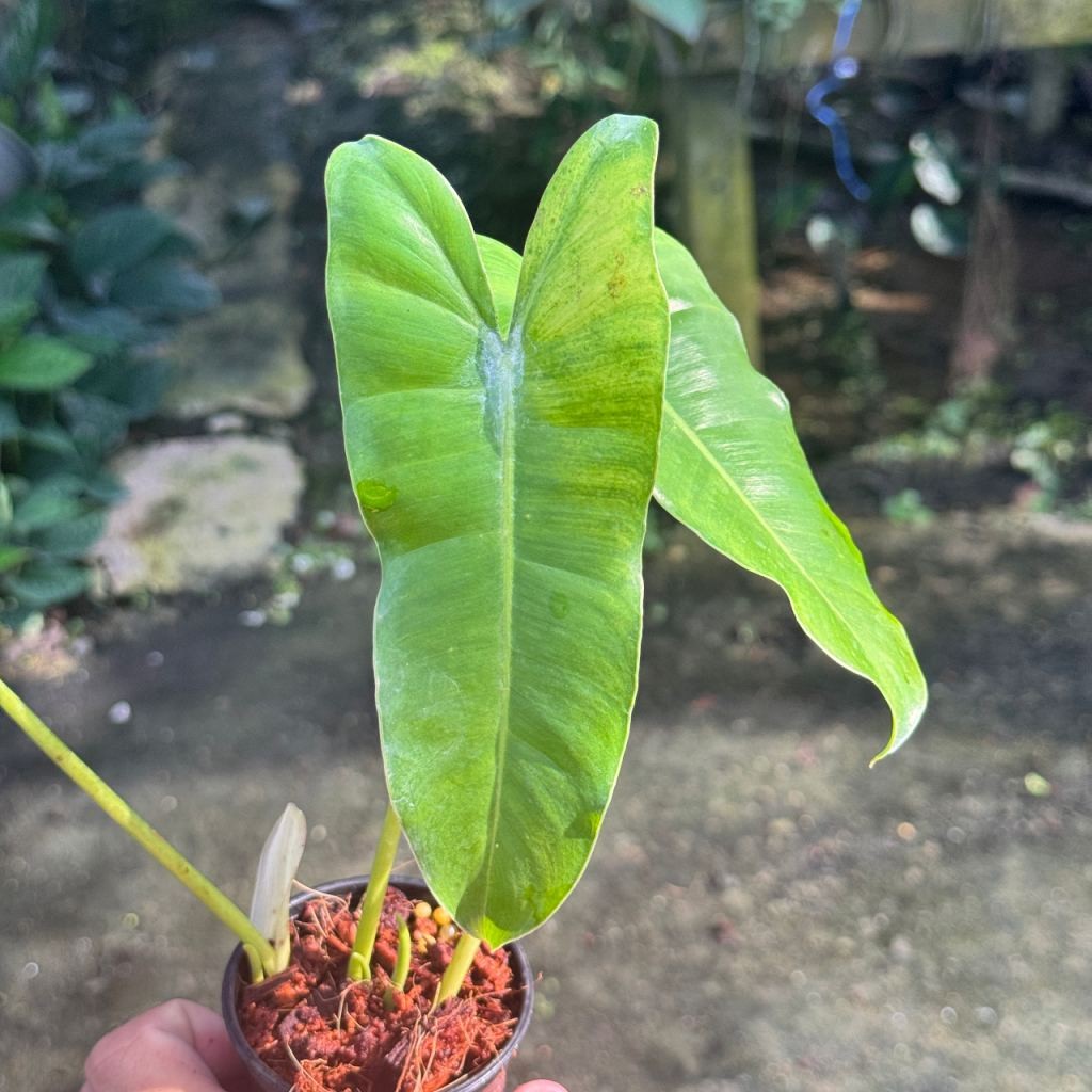 มุมมอง 5