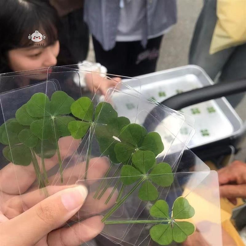 {maybest} 1/5/10 ชิ้น Lucky Clover โปสการ์ดหญ้าธรรมชาติโปร่งใส Wishing การ์ดสําหรับบุ๊คมาร์ค {TH}