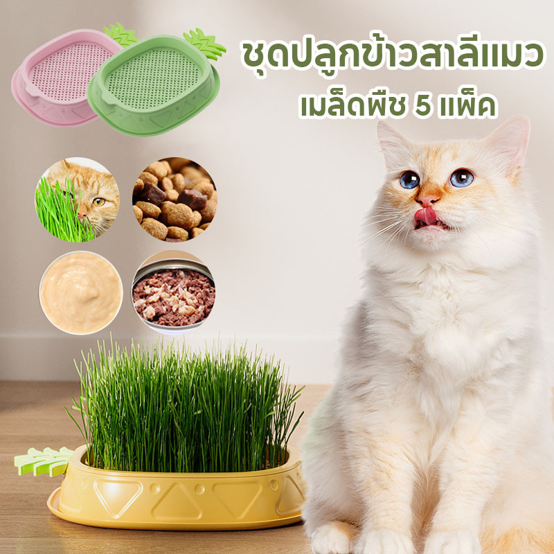 พร้อมส่ง ชุดปลูกข้าวสาลีแมว ชุดปลูกหญ้าแมว เมล็ดพืช 5 แพ็ค หญ้าแมวออแกนิก นํากลับมาใช้ใหม่ได้ ไฮโดรโปนิกส์