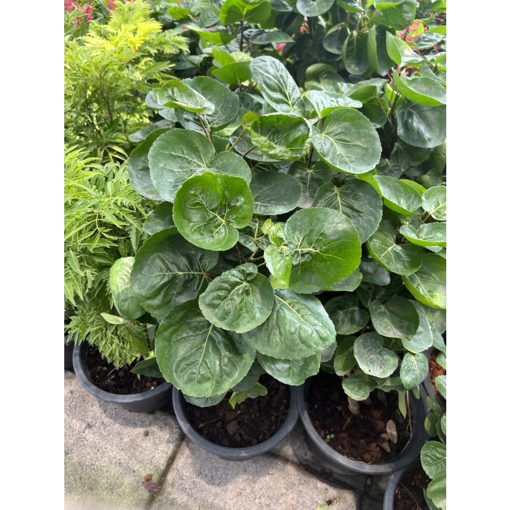 มุมมอง 3