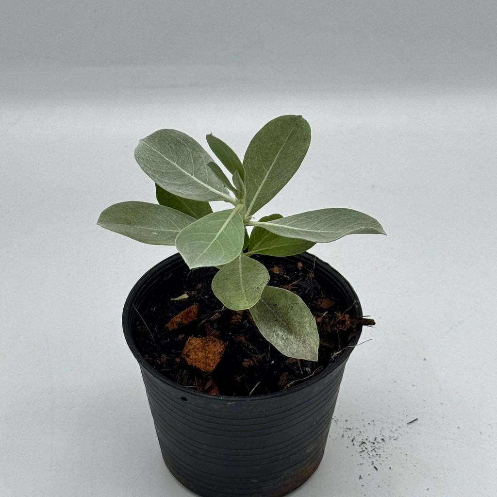 มุมมอง 8