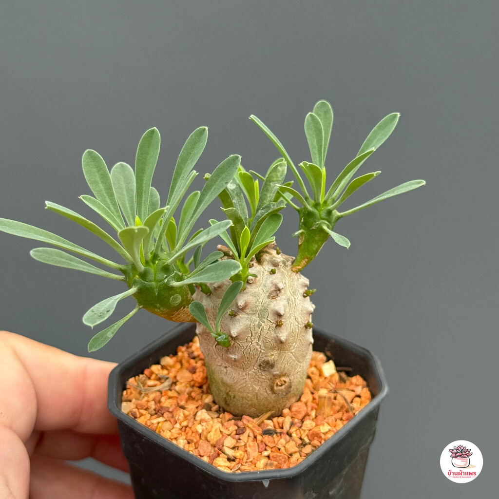คนป่า Euphorbia Japonica แคคตัส กระบองเพชร cactus&succulent - รูปที่ 6