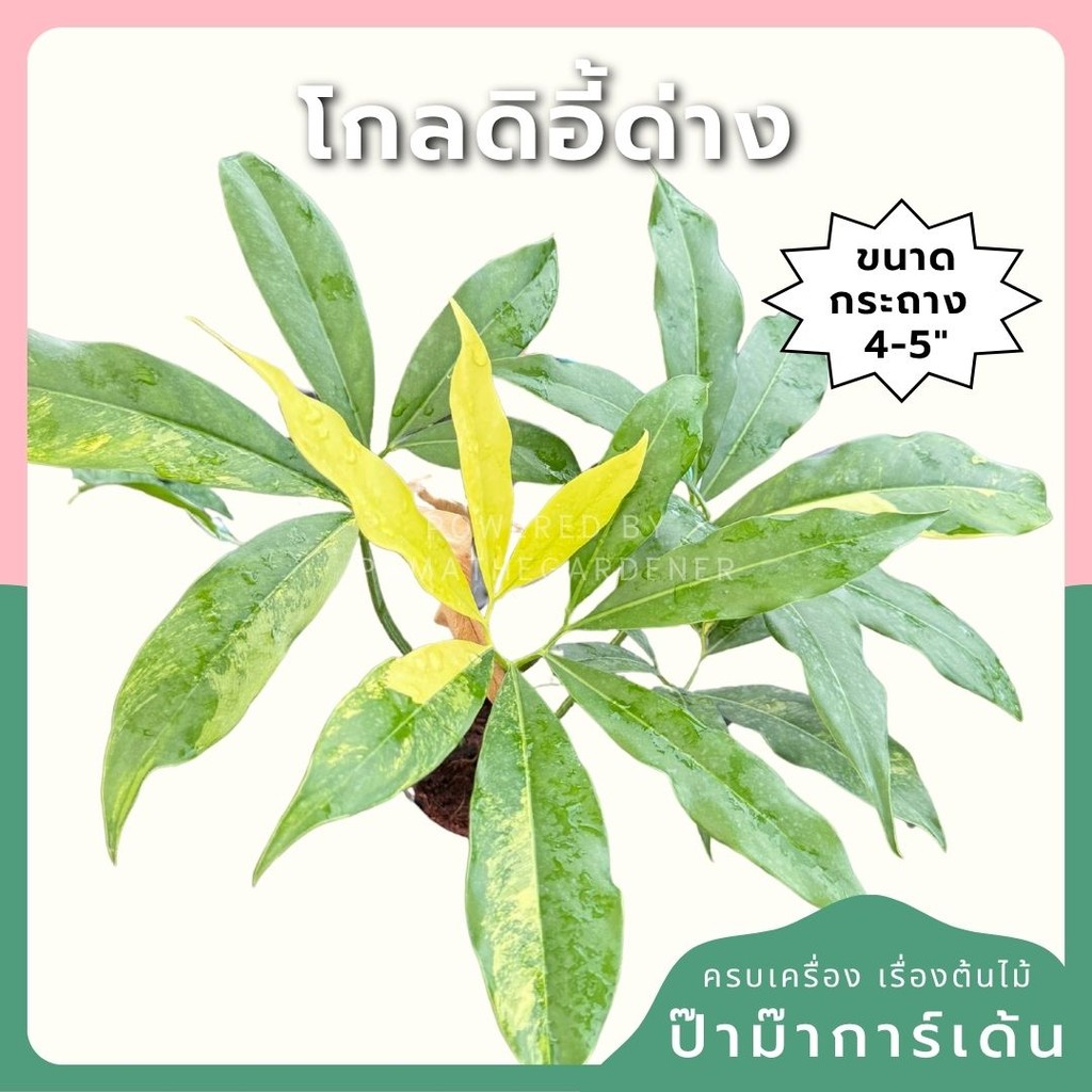 โกลดิอี้ด่าง The Characteristics of the Philodendron Goeldii Variegated  กระถาง 4-5 นิ้ว