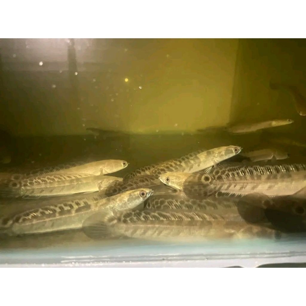 Hobby Ys Batik/Maru Batik/Yellow Sentarum Batik 7-10 คุณภาพระดับพรีเมียม