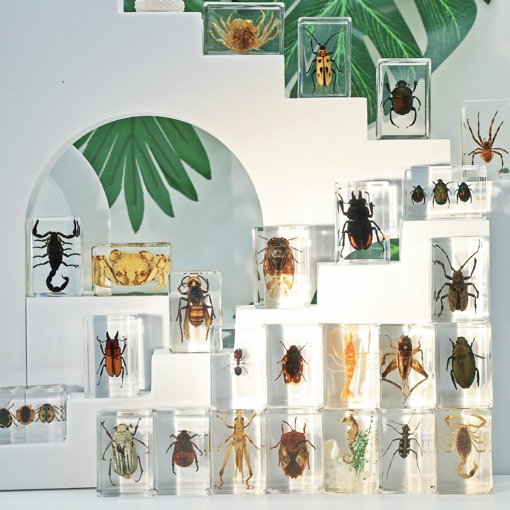 Real Insect Specimens Transparent Resin Handicrafts Tourist Souvenirs Childrens Science Awareness To