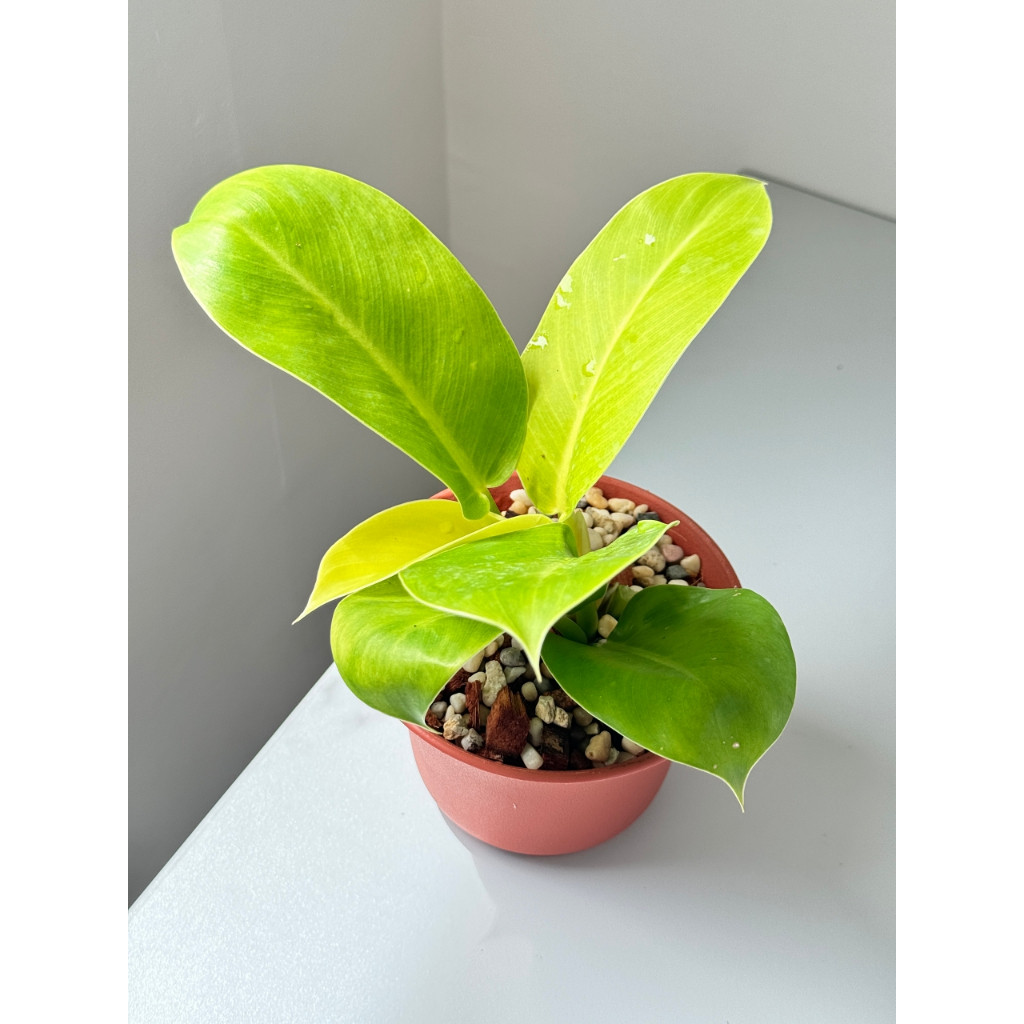 มุมมอง 8