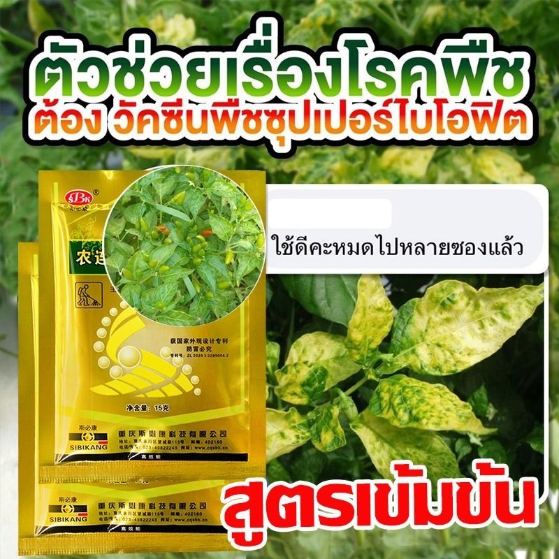 🌶️ซื้อ 1 แถม 1 🌶️วัคซีนพืชป้องกันโรคพริกเน่า โรคกุ้งแห้ง ผลเน่า โคนเน่า ใบหยิก ใบเหลือง โรคพริก เชื้อรา เชื่อไวรัส - รูปที่ 4
