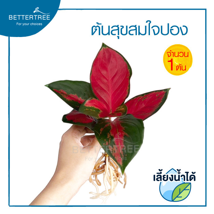 สุขสมใจปอง (จำนวน 1 ต้น) เลี้ยงน้ำได้ ไม้ฟอกากาศ Aglaonema