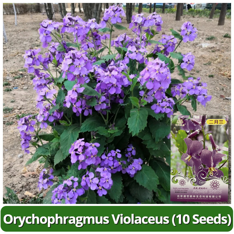 เมล็ดพันธุ์ บอนสี Orychophragmus Violaceus Seeds บรรจุ 10 เมล็ด เมล็ดดอกไม้ บอนสีราคาถูก เมล็ดบอนสี 