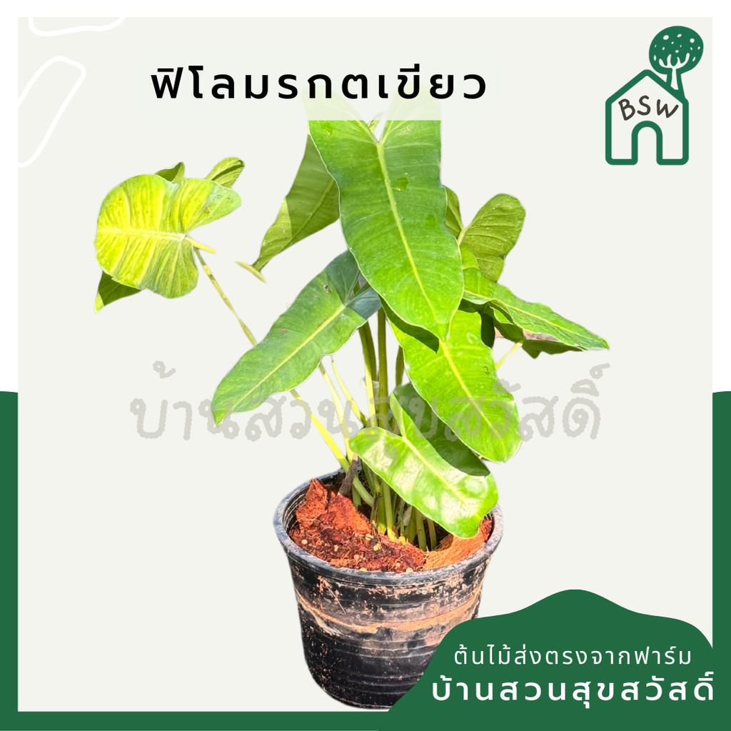 ฟิโลมรกตเขียว พร้อม 6 นิ้ว Philodendron Burle-marxii