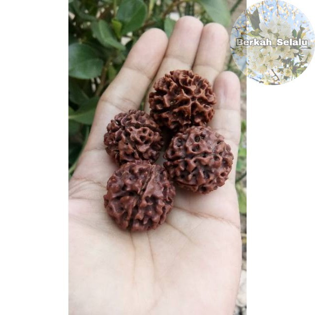 Rudraksha Jumbo Large Jenitri Ant Nest Berkah_Alway