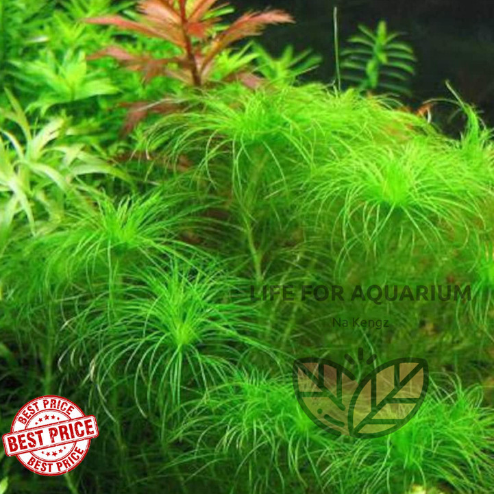 ไม้สะสม Eriocaulon setaceum กระดุมฝอย ไม้เขียว หน้าตู้ กลางตู้ ตู้ไม้น้ำ ของมันต้องมี Life for Aquarium ราคา ถูกที่สุด ดีลบีเคเค