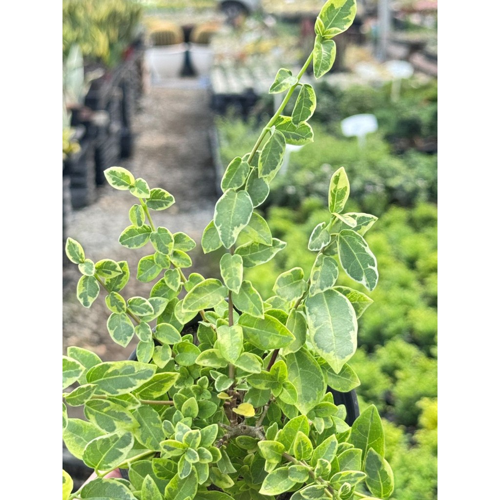 มุมมอง 2