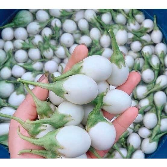 มะเขือไข่เต่าขาวเมล็ดพันธุ์ 40-100 เมล็ด งอกดี โตไว ปลูกง่ายในดินร่วน แดดจัด น้ำดี (10แถม1คละได้) - รูปที่ 2