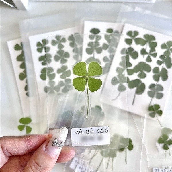Steve Cute four-leaf Clover พลาสติกปิดผนึกตัวอย่าง air-dried four-leaf Clover การ์ดโปร่งใสเคสโทรศัพท์การ์ดตกแต่ง