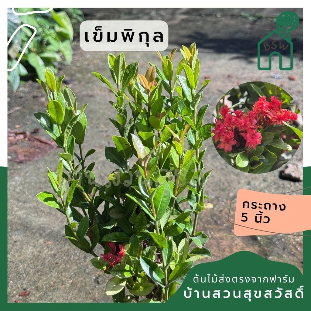 ต้นเข็มพิกุล#กระถาง 5-6 นิ้ว