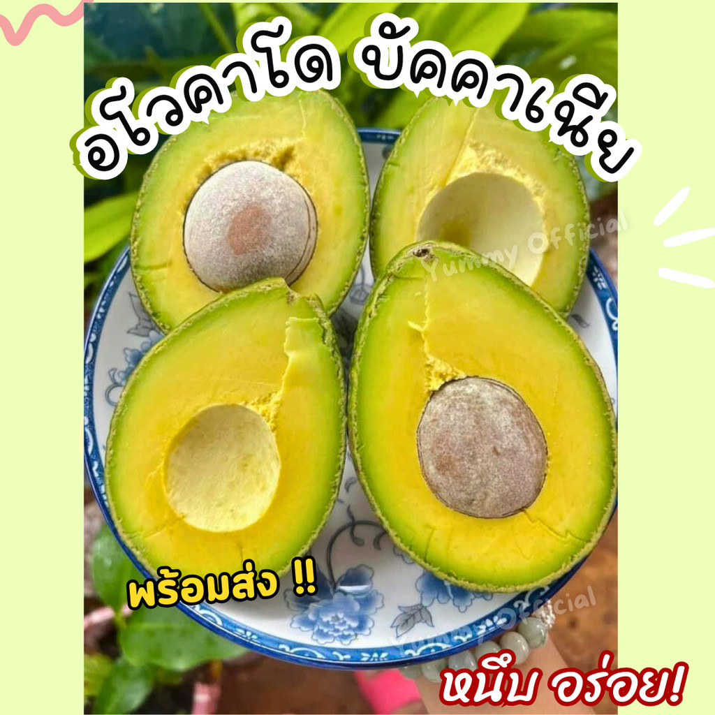 Qinnashop อโวคาโด Avocado บัคคาเนีย เนื้อแน่น เนียน อร่อย มัน เก็บใหม่ๆจากสวน พร้อมส่ง ส่งเร็ว อะโวคาโด แก่จัด ทานง่าย
