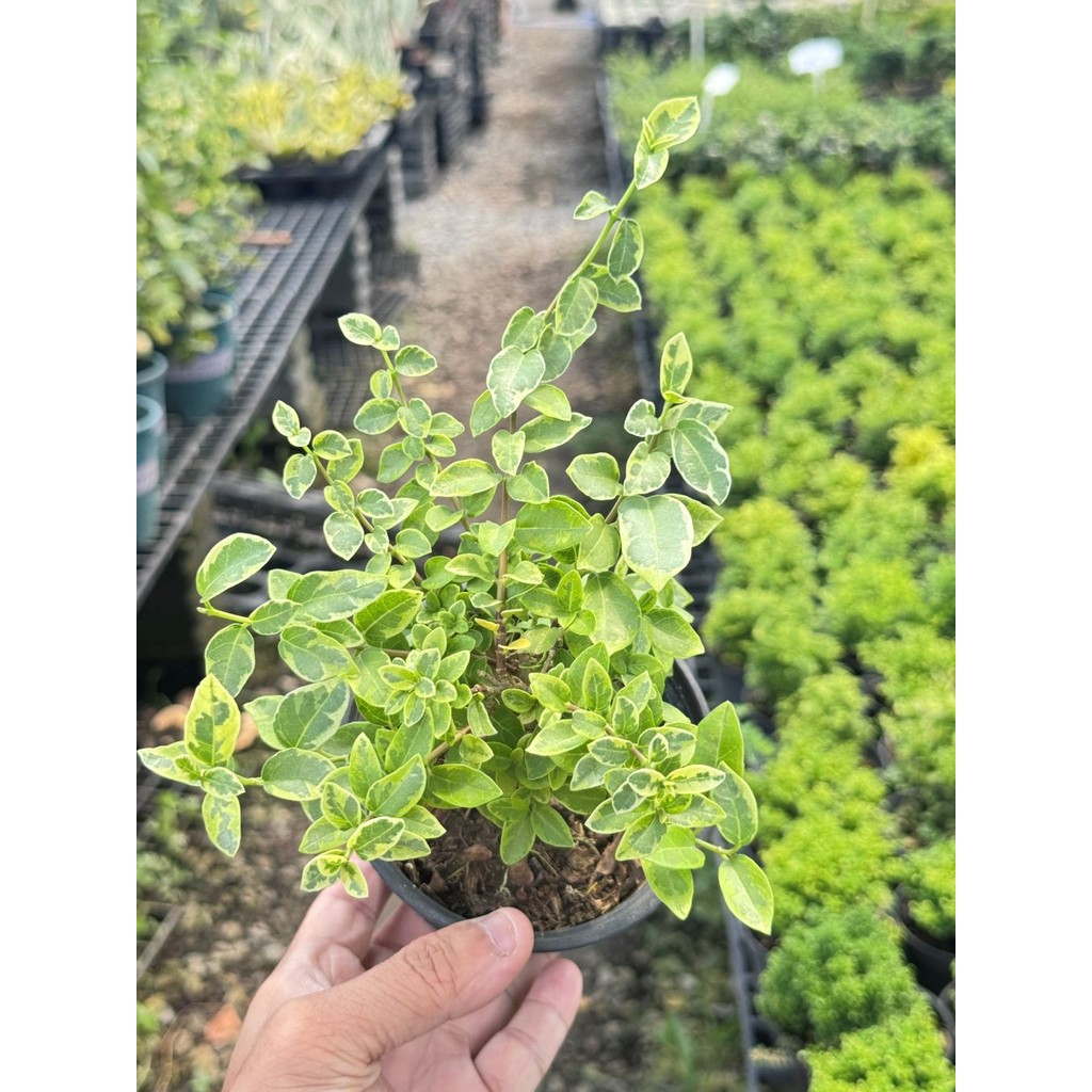 มุมมอง 5