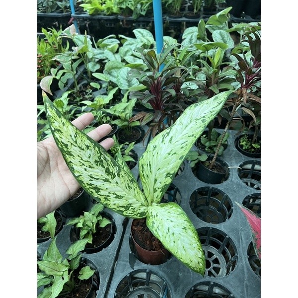 มุมมอง 3