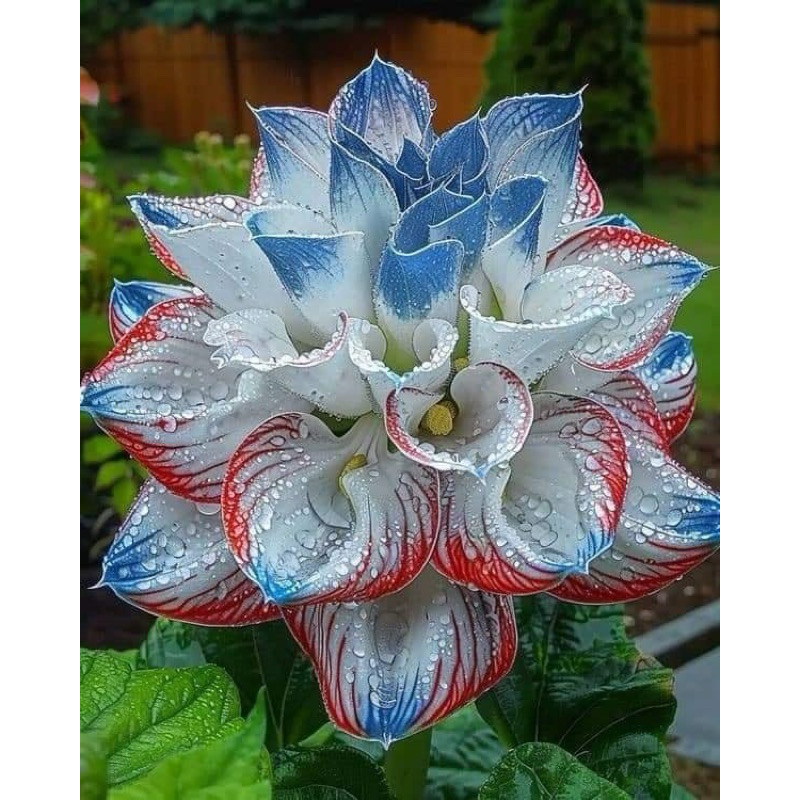 ราก periwinkle รวย 1 หลอด พร้อมถั่วงอกดอกไม้สําหรับ Tet - Em Huyen Shop