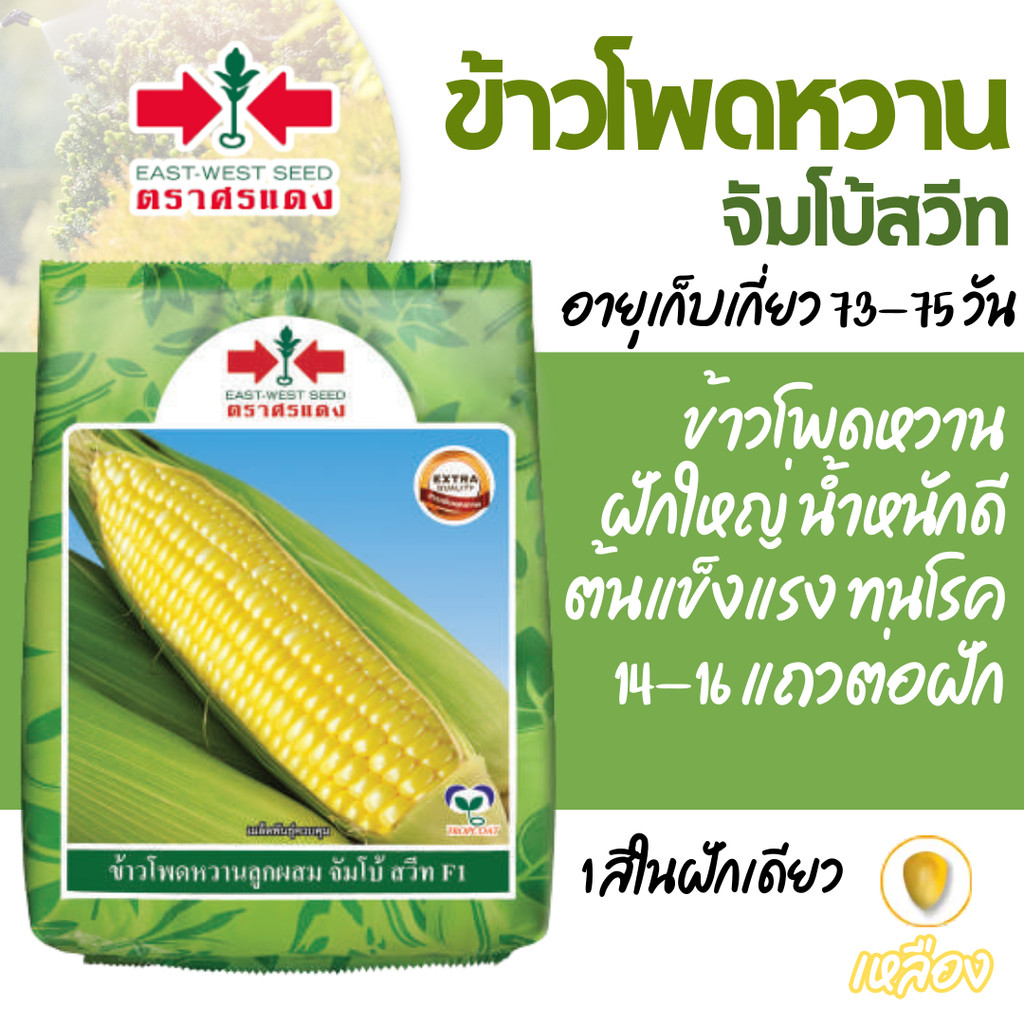 [1kg][LOT EXP 5/69] เมล็ดพันธุ์ ศรแดง ข้าวโพดหวาน ข้าวโพด ลูกผสม จัมโบ้สวีท หวาน ปลูกง่าย 1KG