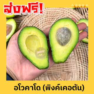 [3kg.] อโวคาโด 💥 Avocado พิงค์เคอตัน 🥑 อาโวคาโด้ แก่จัด เนื้อแน่น เหนียว อร่อย เก็บสดใหม่จากสวน อโวคาโดสด ผลไม้