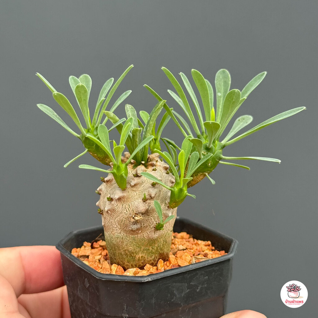 คนป่า Euphorbia Japonica แคคตัส กระบองเพชร cactus&succulent - รูปที่ 7