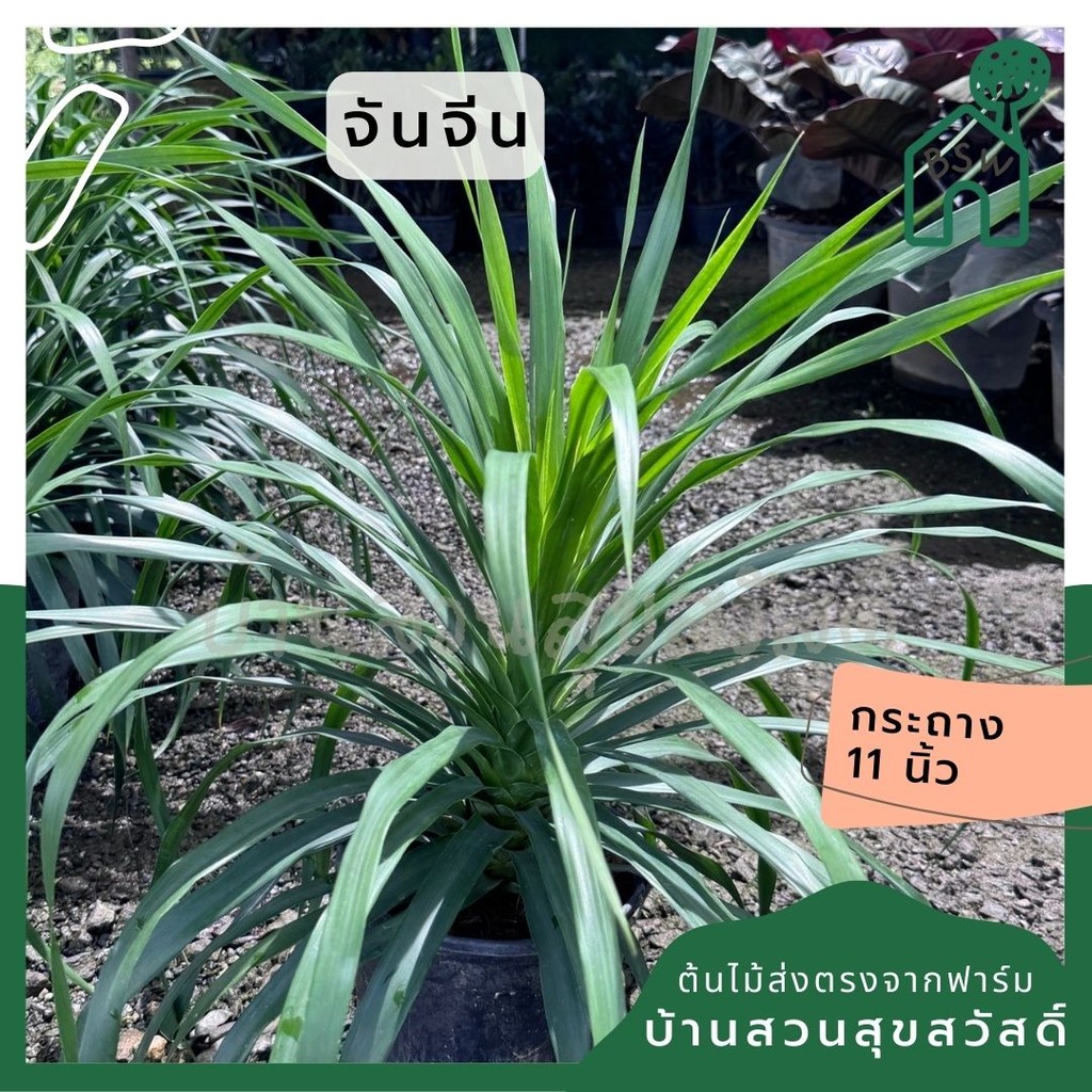 มุมมอง 6