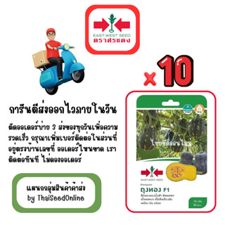 GG x 10 เมล็ดผักซองศรแดง ถุงทอง ฟักทอง ทรง บัตเตอร์นัท สินค้…