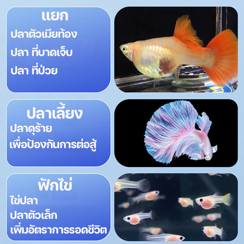 กล่องแยกปลา ตู้แยกปลาคลอดลูก กล่องแยกสำหรับถังปลา ลอยอยู่ในน้ำ ปกป้องต้นอ่อน เพิ่มอัตราการรอดชีวิตของปลา ปกป้องไข่ปลา thumbnail 4
