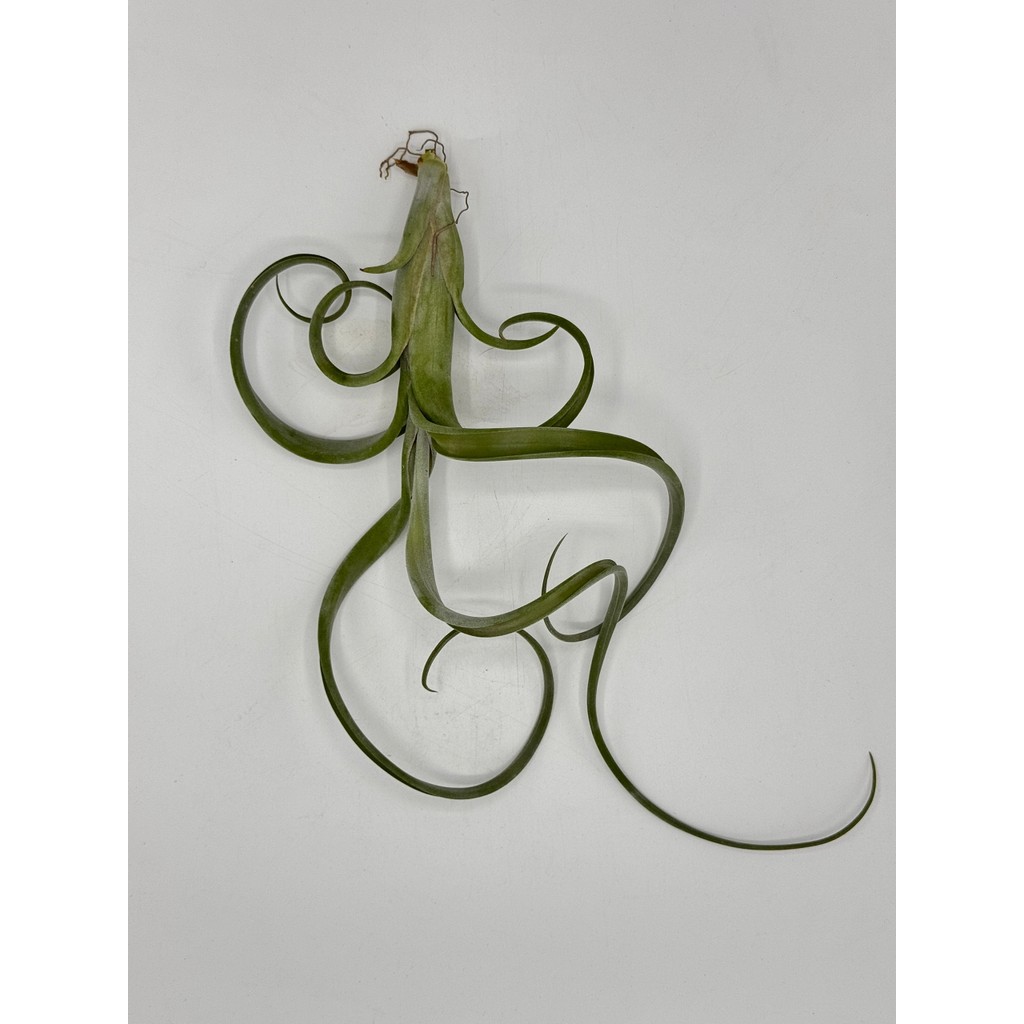 มุมมอง 6