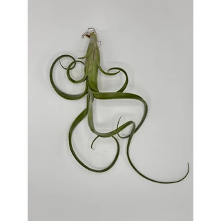 Tillandsia Intermedia ทิลแลนเซีย