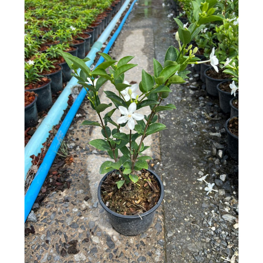 มุมมอง 3