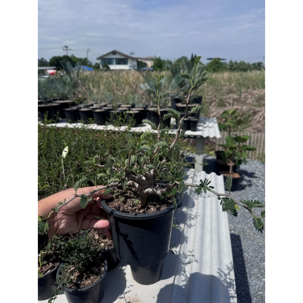 มุมมอง 4