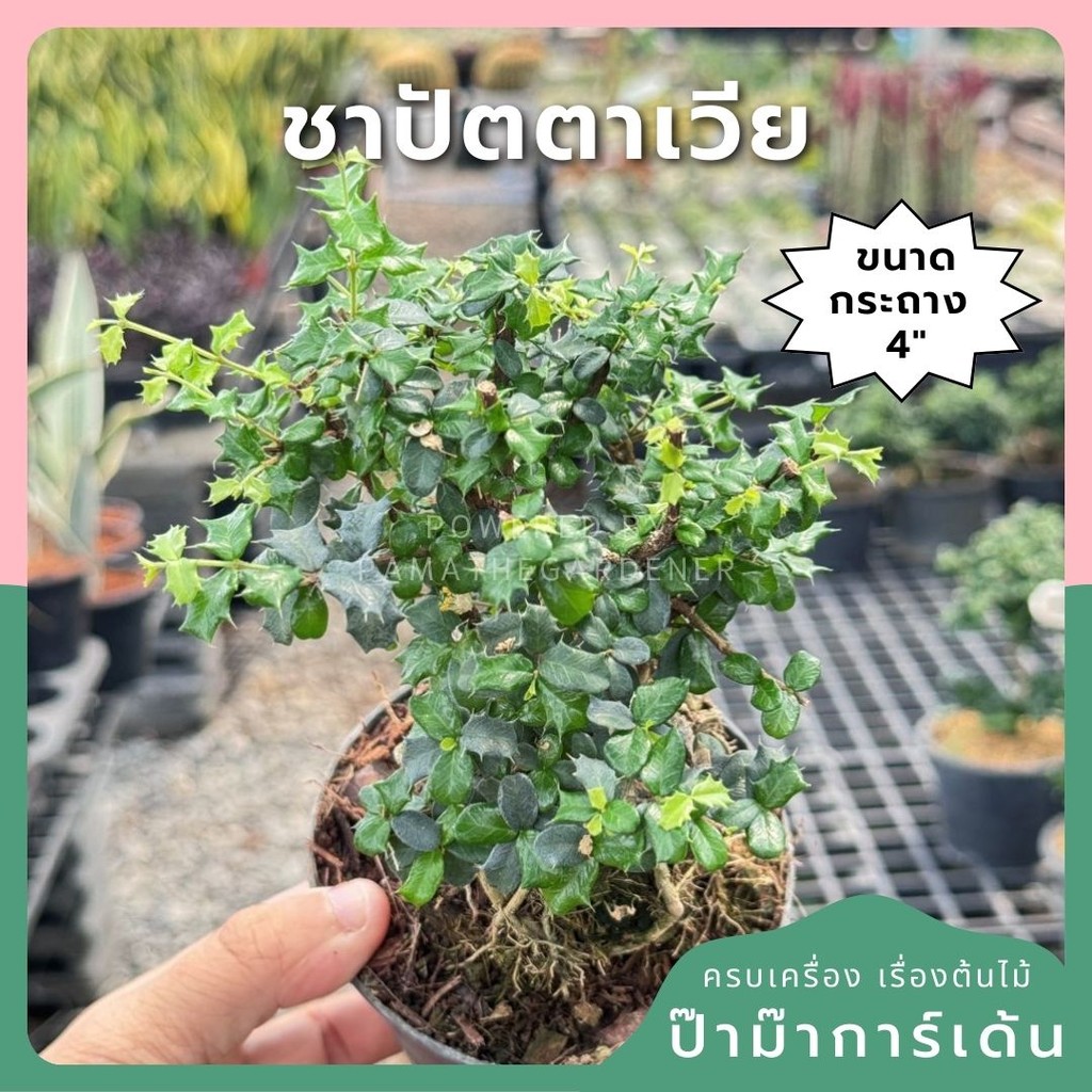 ชาปัตตาเวีย กระถาง 4 นิ้ว