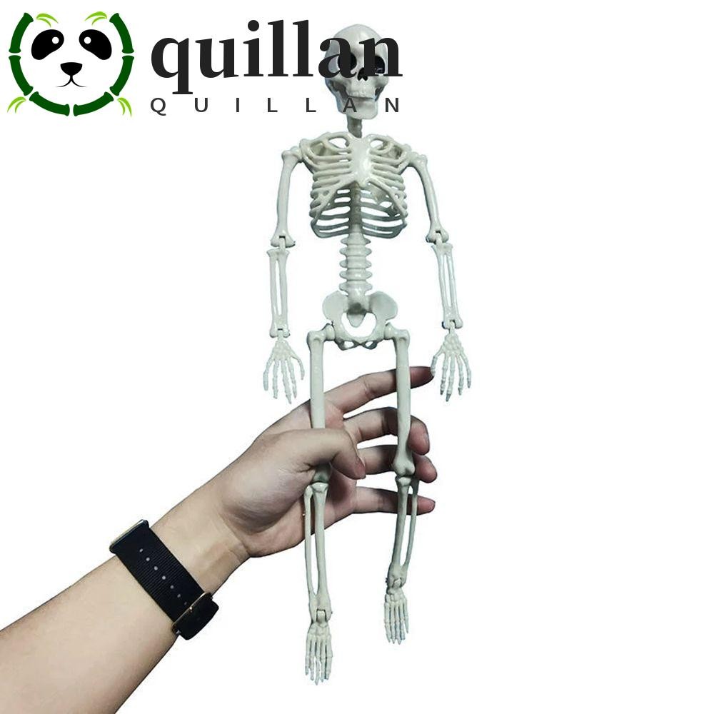 QUILLAN โครงกระดูกมนุษย์รุ่นตกแต่งฮาโลวีนโครงกระดูกเรียนรู้ Aid 40 ซม.เด็กของขวัญ Party ตกแต่ง Anatomy Skeleton