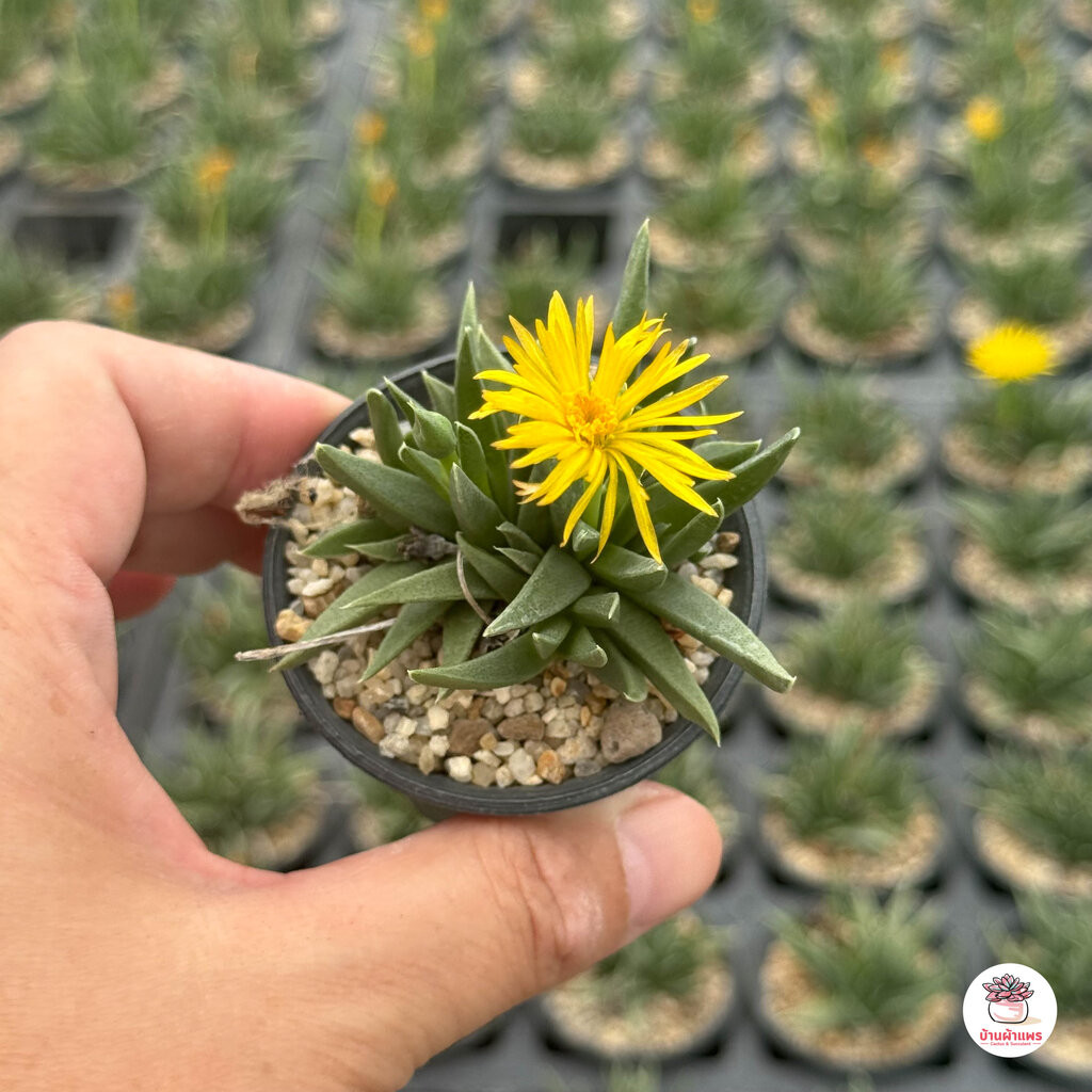 ม้าอ่อน Cheiridopsis sp. ไม้อวบน้ำ กุหลาบหิน แคคตัส กระบองเพชร cactus&succulent
