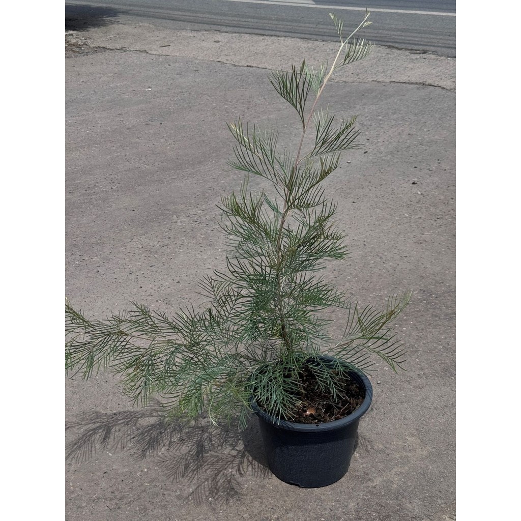 มุมมอง 5