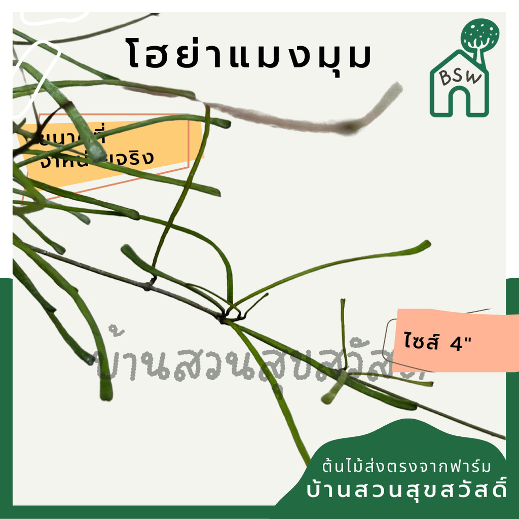 มุมมอง 5