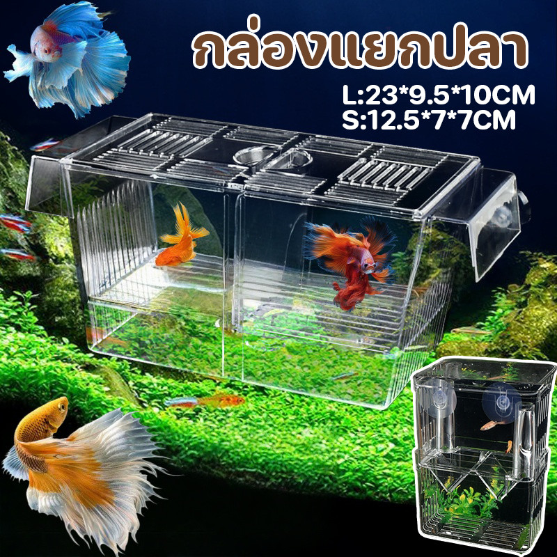 กล่องแยกปลา กล่องแยกสำหรับถังปลา และแยกปลาที่กำลังป่วย กล่องเพาะพันธุ์ปลา สีใส