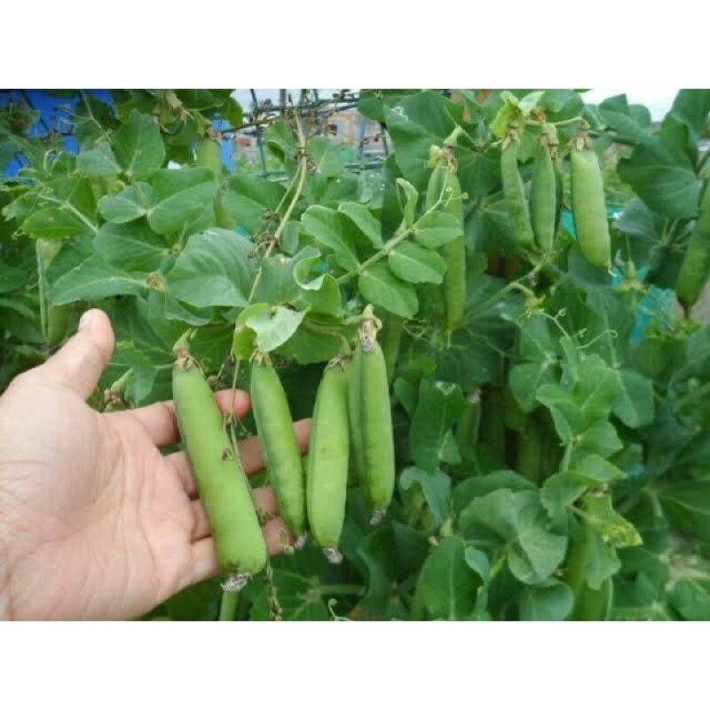 ถั่วลันเตาหวาน เมล็ดพันธุ์ 9-20 เมล็ด มีคู่มือปลูก ทนร้อนพอสมควร ปลูกได้หลายฤดูกาล เก็บเกี่ยว 60–70 วัน (10แถม1) - รูปที่ 2