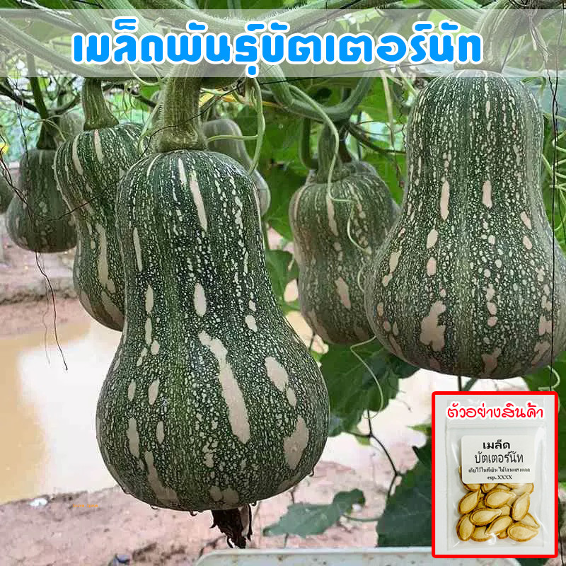 ฟักทอง บัตเตอร์นัท 2-5 เมล็ด เมล็ดพันธุ์ ปลูกง่าย โตไว ผลผลิตสูง [ซื้อ 10 เเถม 1 คละได้]