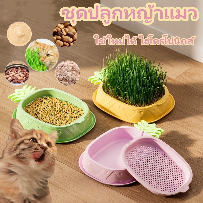 😻🌱ชุดปลูกหญ้าแมว หญ้าแมวออแกนิก ถาดเพาะต้นอ่อน ใช้ใหม่ได้ ไฮโดรโปนิกส์