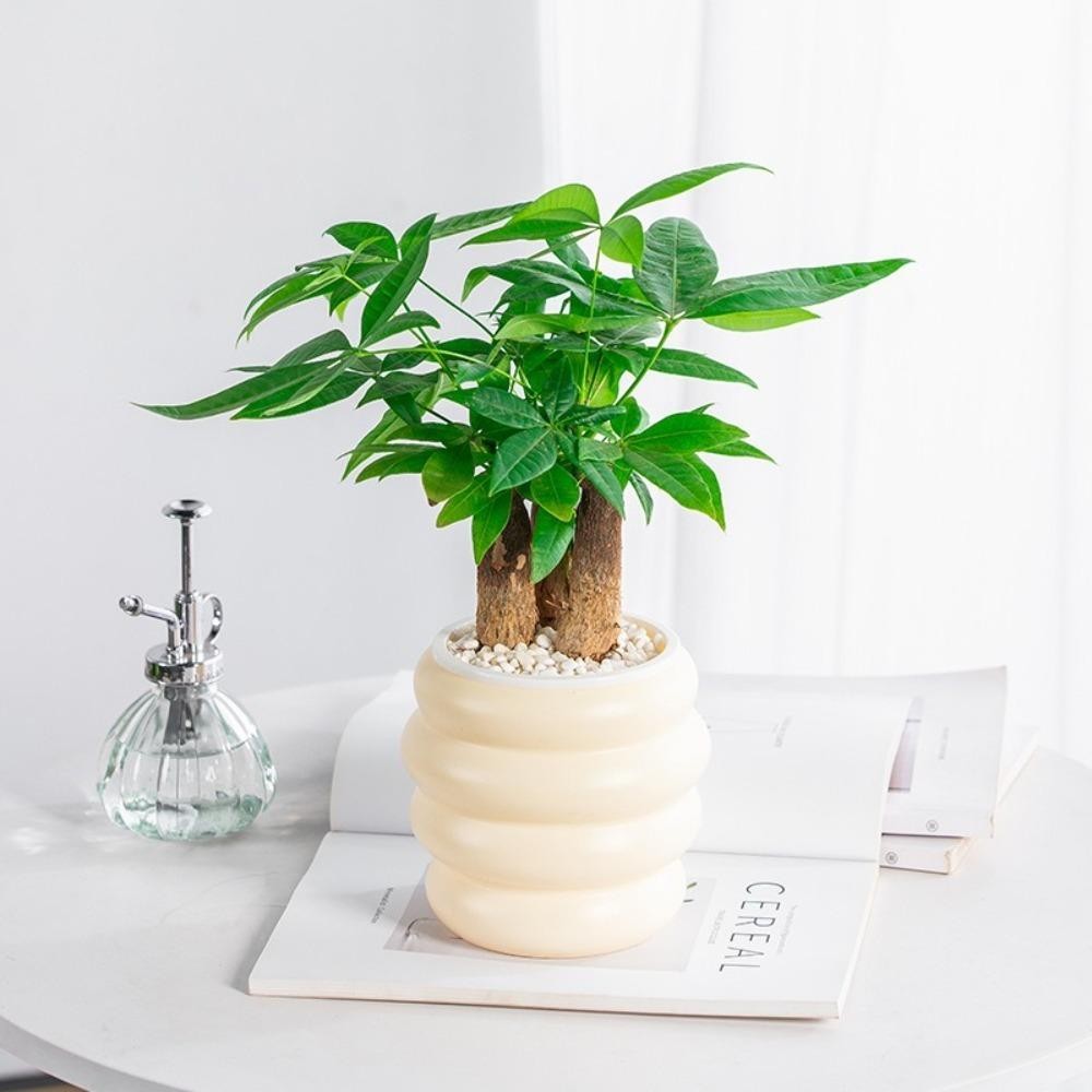 มีร์ ชาวไร่แบบแขวน,กระถางดอกไม้ไฮโดรโพนิโปร่งใสพลาสติก,สร้างสรรค์ที่ถอดออกได้รดน้ําด้วยตนเองมินิชาวไร่ฉ่ํา - รูปที่ 6