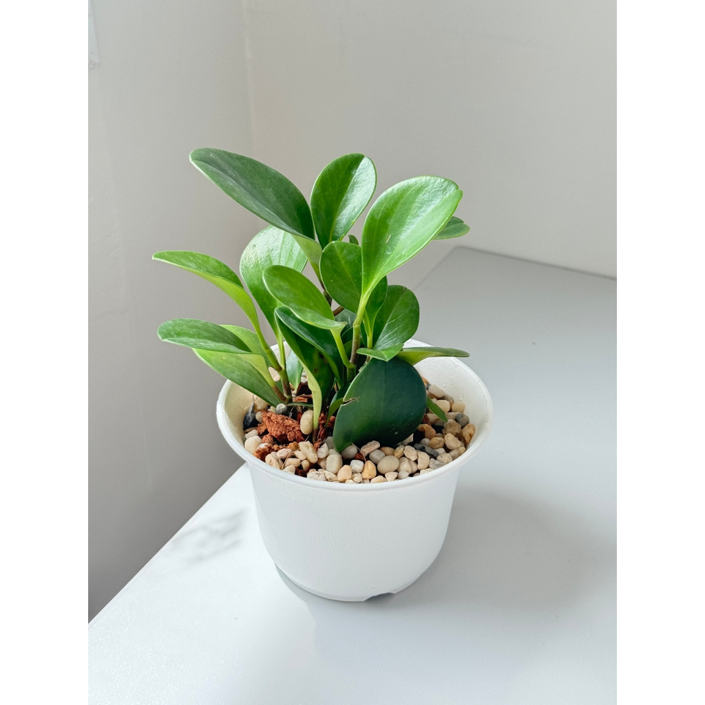 มุมมอง 4