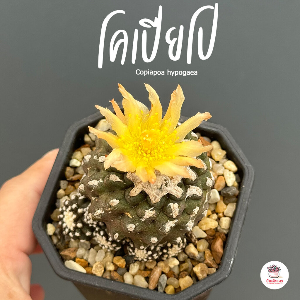 โคเปียโป Copiapoa hypogaea แคคตัส กระบองเพชร cactus&succulent