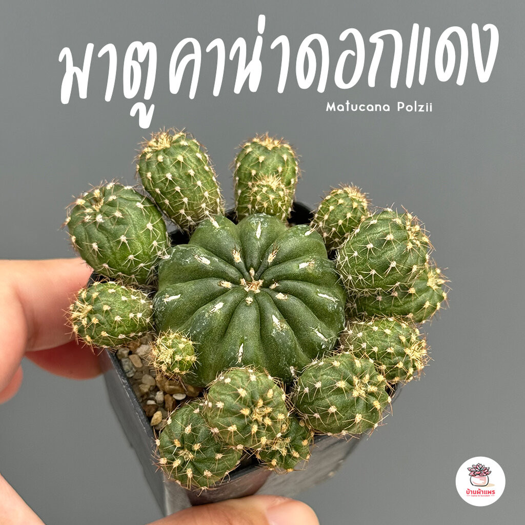มาตูคาน่าดอกแดง Matucana Polzii แคคตัส กระบองเพชร cactus&succulent