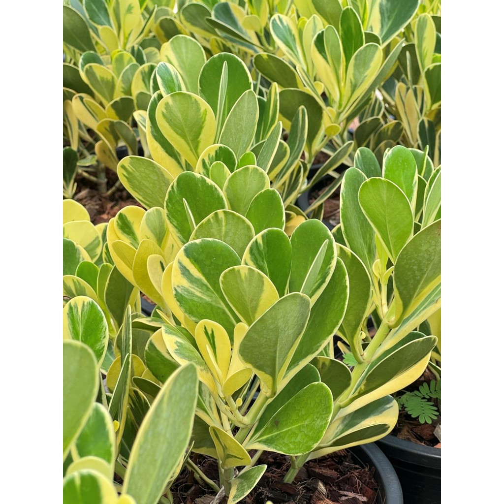 มุมมอง 4